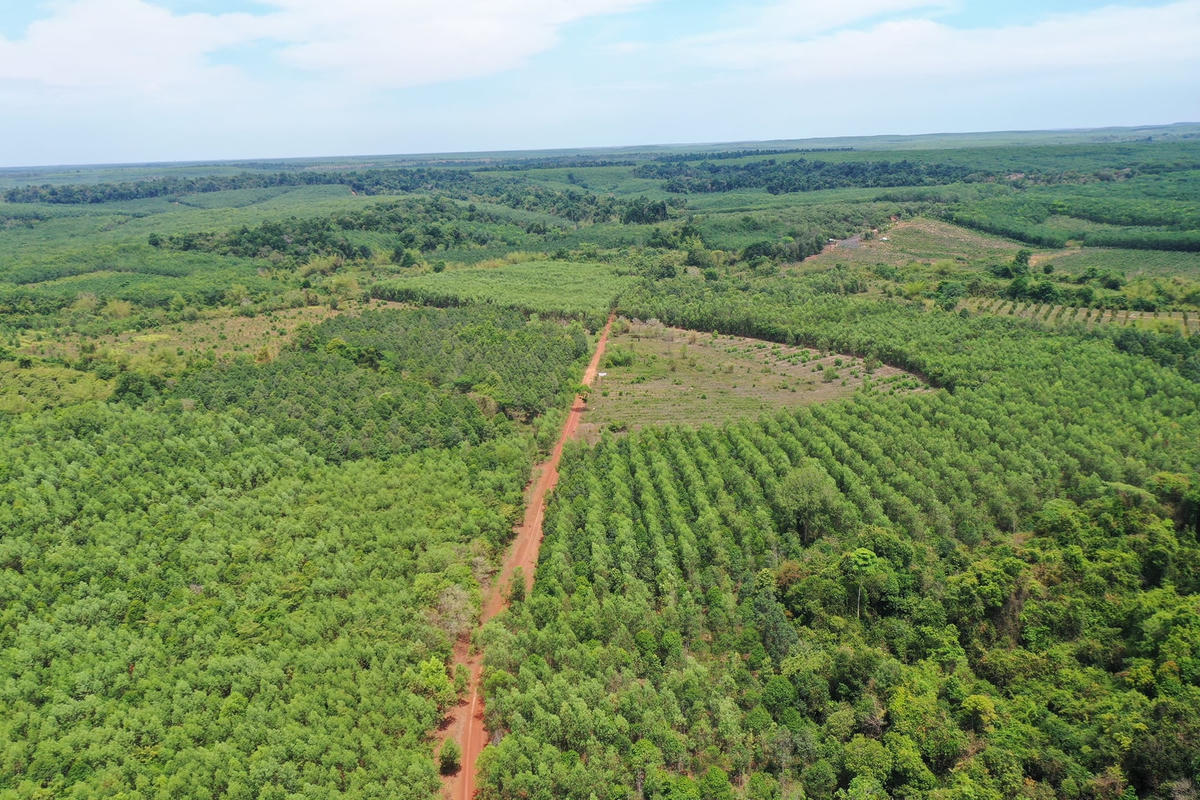 Công ty cổ phần mía đường La Ngà để xảy ra nhiều sai phạm về đất đai. 