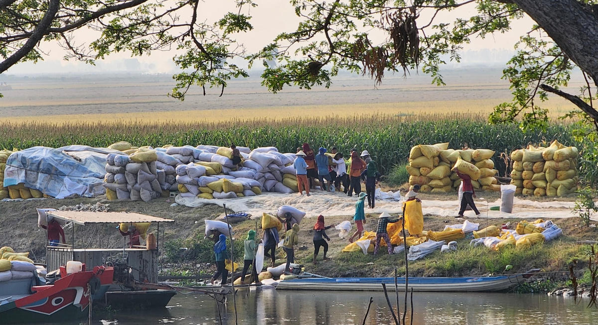 Nông dân thu hoạch lúa ở huyện Tịnh Biên (An Giang).