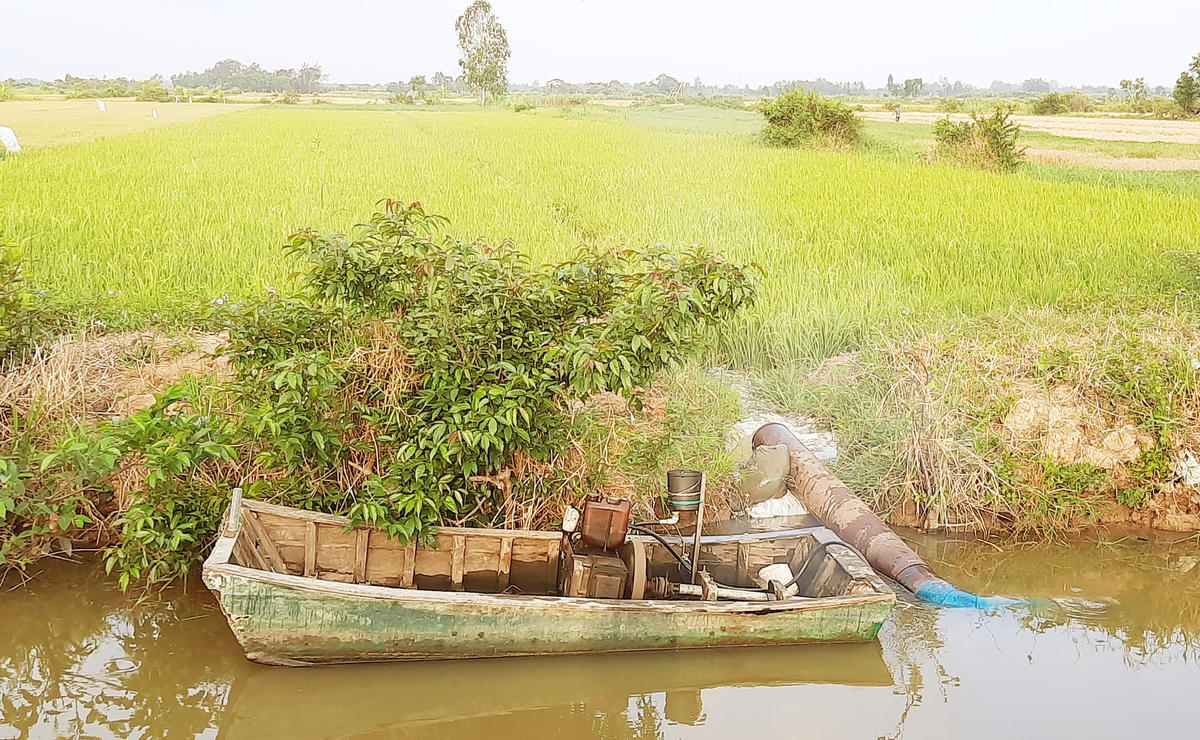 Tại tỉnh Vĩnh Long, người dân chủ động bơm nước ngọt bổ sung cho ruộng trước khi mặn xâm nhập sâu.