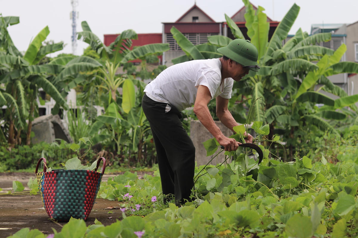 Thấy khu đất rậm rạp, không ai trông coi, nhiều người dân đã tới đây để hái các loại cây cỏ mang về nuôi động vật.