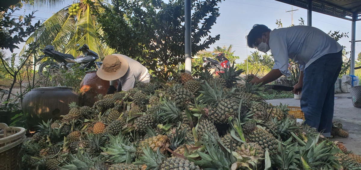 Người dân vào vụ thu hoạch khóm.