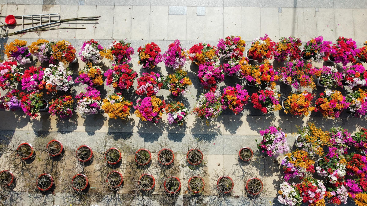 Tuy sức mua đang ở mức thấp kỷ lục nhưng nhiều chủ gian hàng kinh doanh hoa Tết tại Hội chợ hoa xuân tại Trung tâm Hội nghị và tổ chức sự kiện tỉnh Đồng Nai vẫn kỳ vọng khoảng tầm từ 27 đến 29 tháng Chạp hàng sẽ ra được nhiều hơn. Ảnh: Mạnh Thìn.