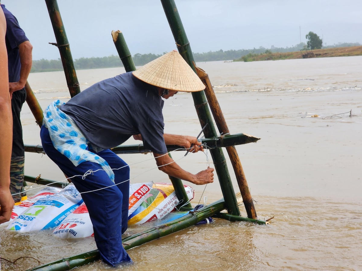 Người dân dùng cọc tre đóng xuống bờ sông Vu Gia.