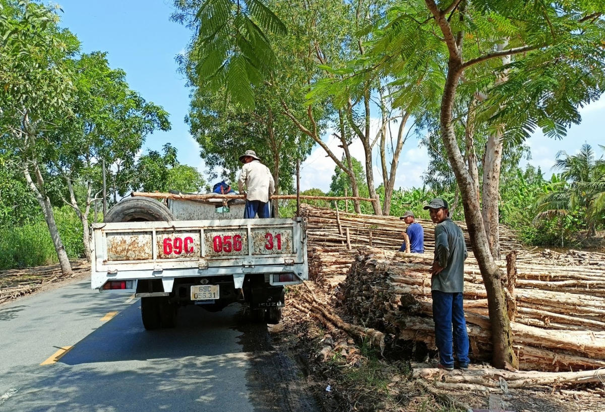 Thị trường cây rừng ở huyện U Minh rất nhộn nhịp.