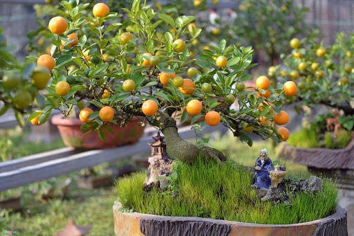 Cách chọn cây quất đẹp trang trí nhà cửa dịp Tết
