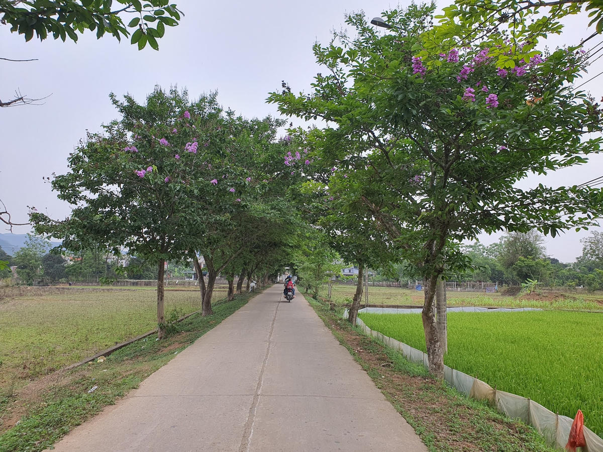 Hàng cây bằng lăng này nằm 2 bên tuyến đường trung tâm phường Dân Chủ, TP Hòa Bình, tỉnh Hòa Bình.
