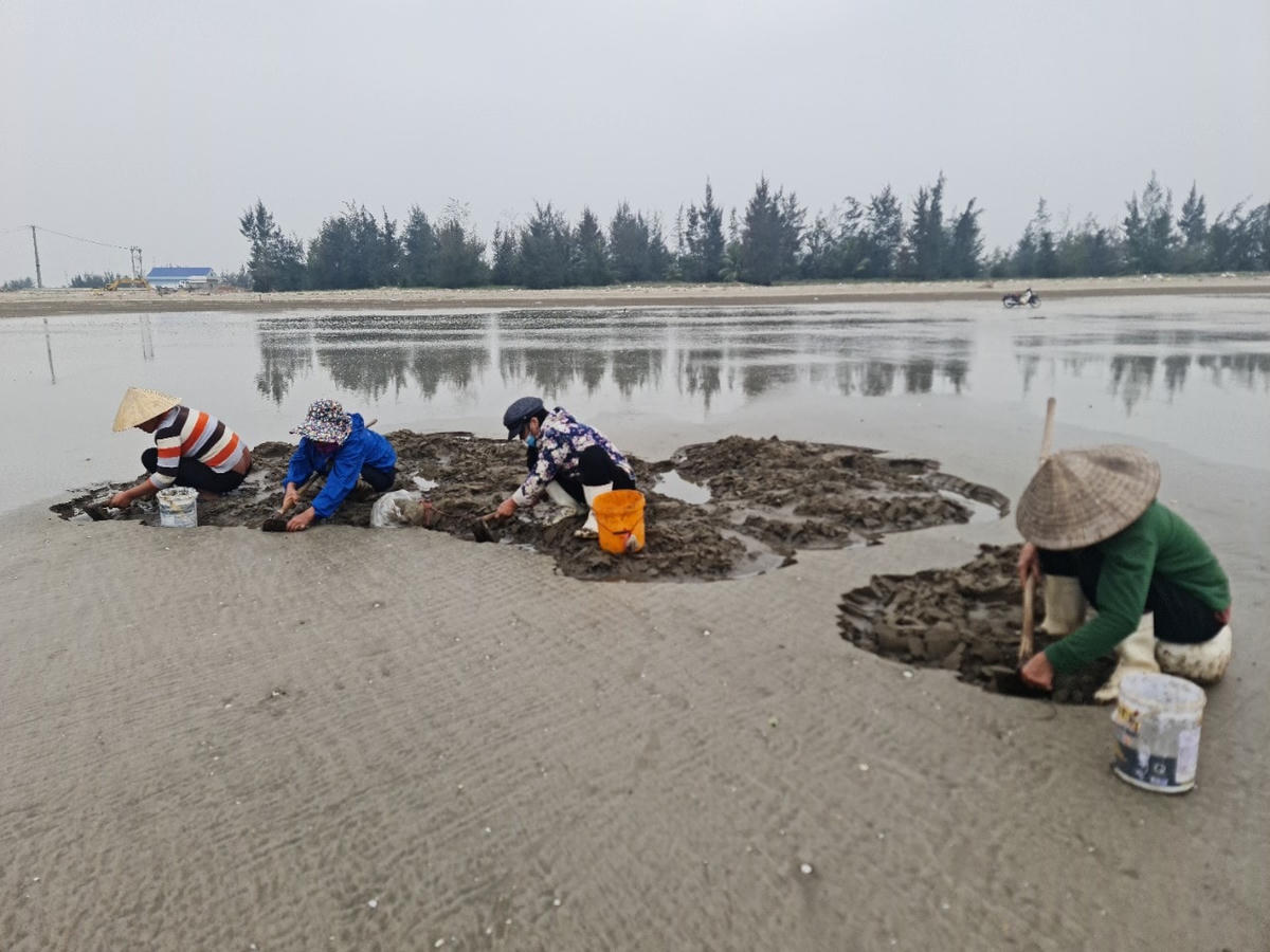 Người dân ven biển xã Quỳnh Bảng cào ngao kiếm thu nhập,  