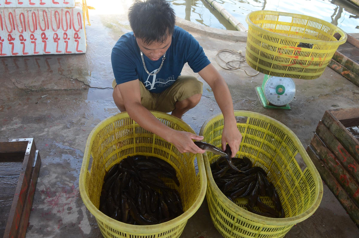 Nam Định: ‘Xóa’ hộ nghèo bằng các giải pháp căn cơ