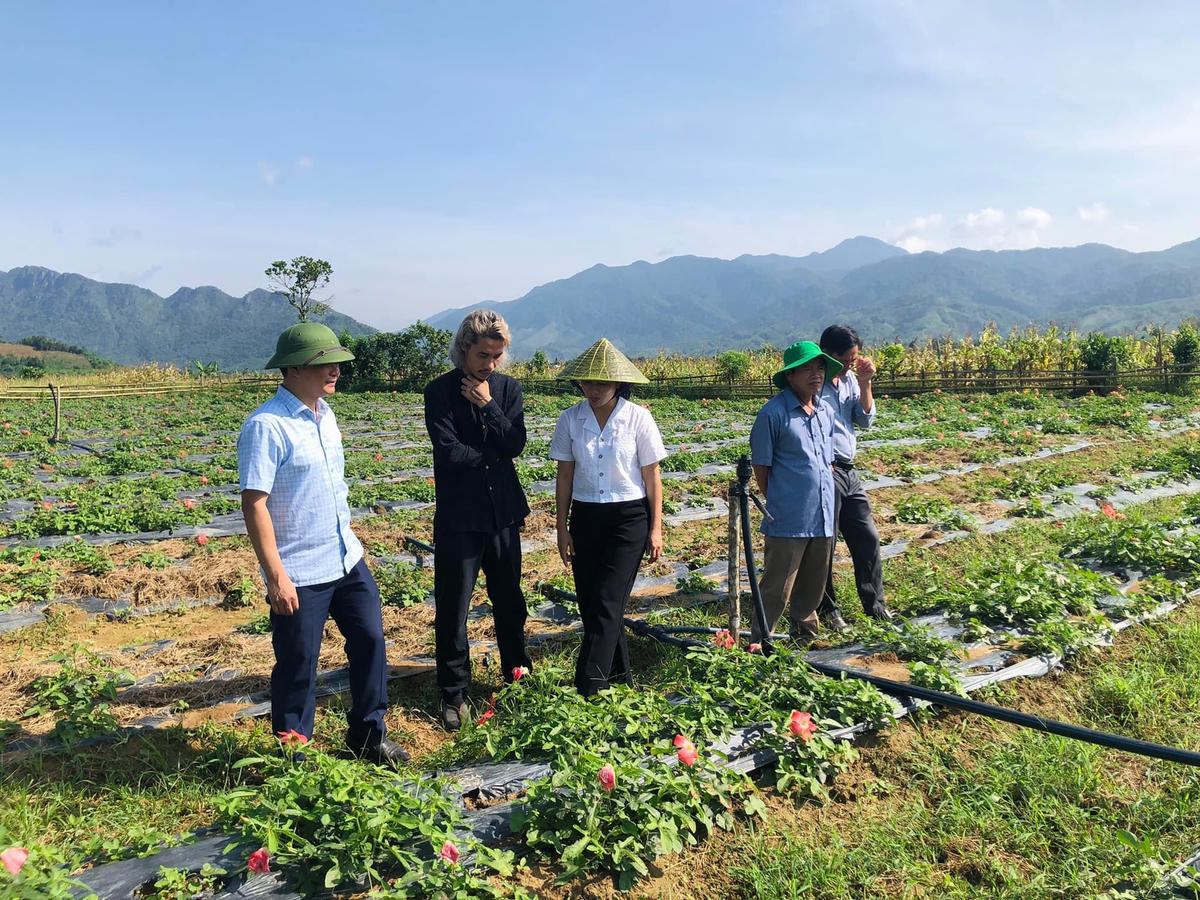 Mô hình trồng chuối già lùn tại huyện miền núi A Lưới từng bước giúp người dân thoát nghèo.