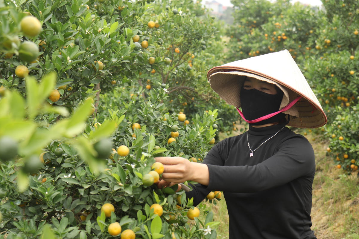 Là một trong hàng trăm gia đình trồng quất cảnh tại xã Hợp Tiến, năm nay, gia đình chị Lê Thị Thủy (36 tuổi, trú thôn 3) trồng gần 10.000 gốc quất trên diện tích 2 ha. "Năm ngoái nhà mình chỉ trồng trên dưới 300 cây nhưng cũng mang về lợi nhuận lên tới 50 triệu. Năm nay, cả nhà quyết tâm 'chơi lớn' khi thuê thêm đất từ UBND xã, trồng 10.000 gốc quất, trong đó có 2.000 gốc quất thế. Để đầu tư lớn như vậy, từ đầu năm, nhà mình đã vay ngân hàng gần 1 tỷ đồng để đầu tư cây giống, phân bóng và 5 - 6 nhân công liên tục chăm bón cho vườn quất", chị Thủy nói.