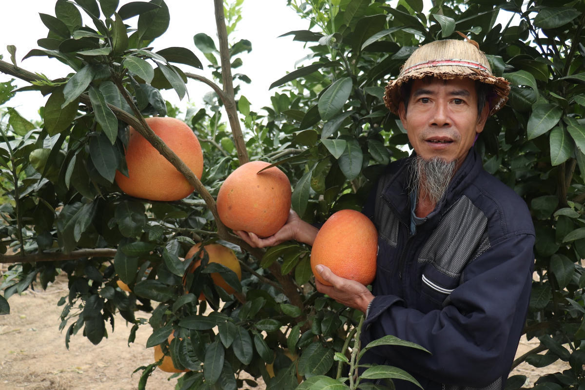 Theo quan niệm của mọi người, màu đỏ sẽ phù hợp với ngày tết. Vì thế, trên mâm ngũ quả, nếu có quả bưởi Luận Văn thì chắc chắn sẽ có những điều may mắn, thịnh vượng trong năm mới.  
