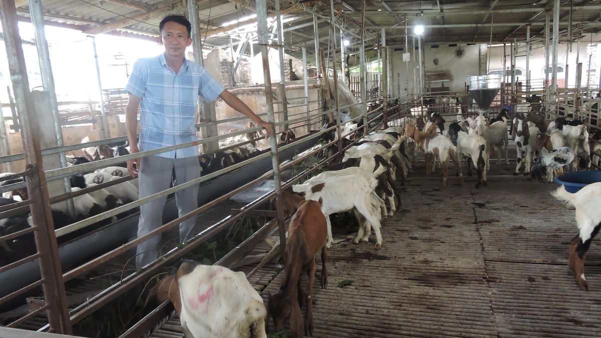 Mỗi tháng anh Biên bán ra thị trường hơn 2.500 con dê, tương đương với hơn 60 tấn dê hơi