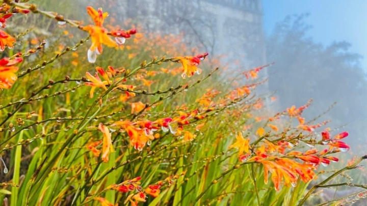 Ở độ cao thấp hơn, khu vực vườn hoa dơn và ga đến tàu hoả leo núi Fansipan, băng tan sau 3 tiếng.