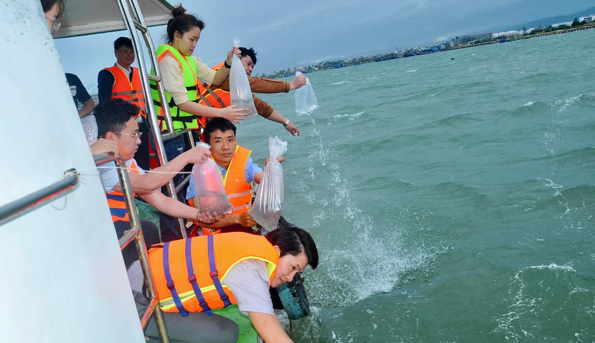 Phú Yên thả trên 1 triệu con tôm giống xuống biển để tái tạo nguồn thủy sản (ảnh Thùy Trang)