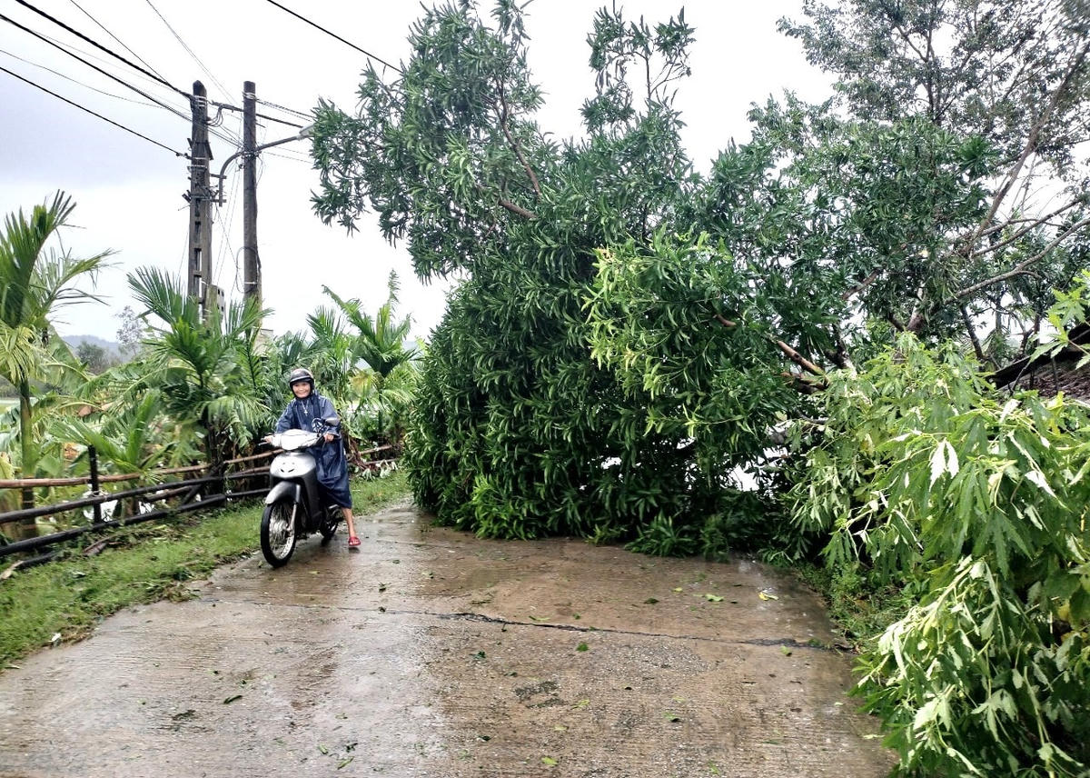 Cây cối ngã đổ khiến phương đi lại khó khăn.