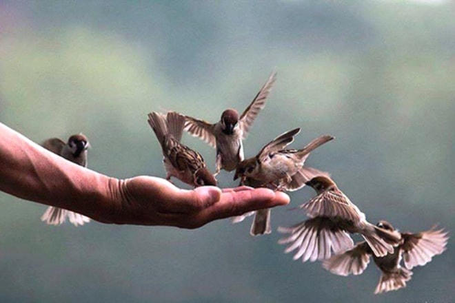 Phóng sinh đồng nghĩa với nuôi dưỡng tâm từ bi, yêu thương muôn loài.  