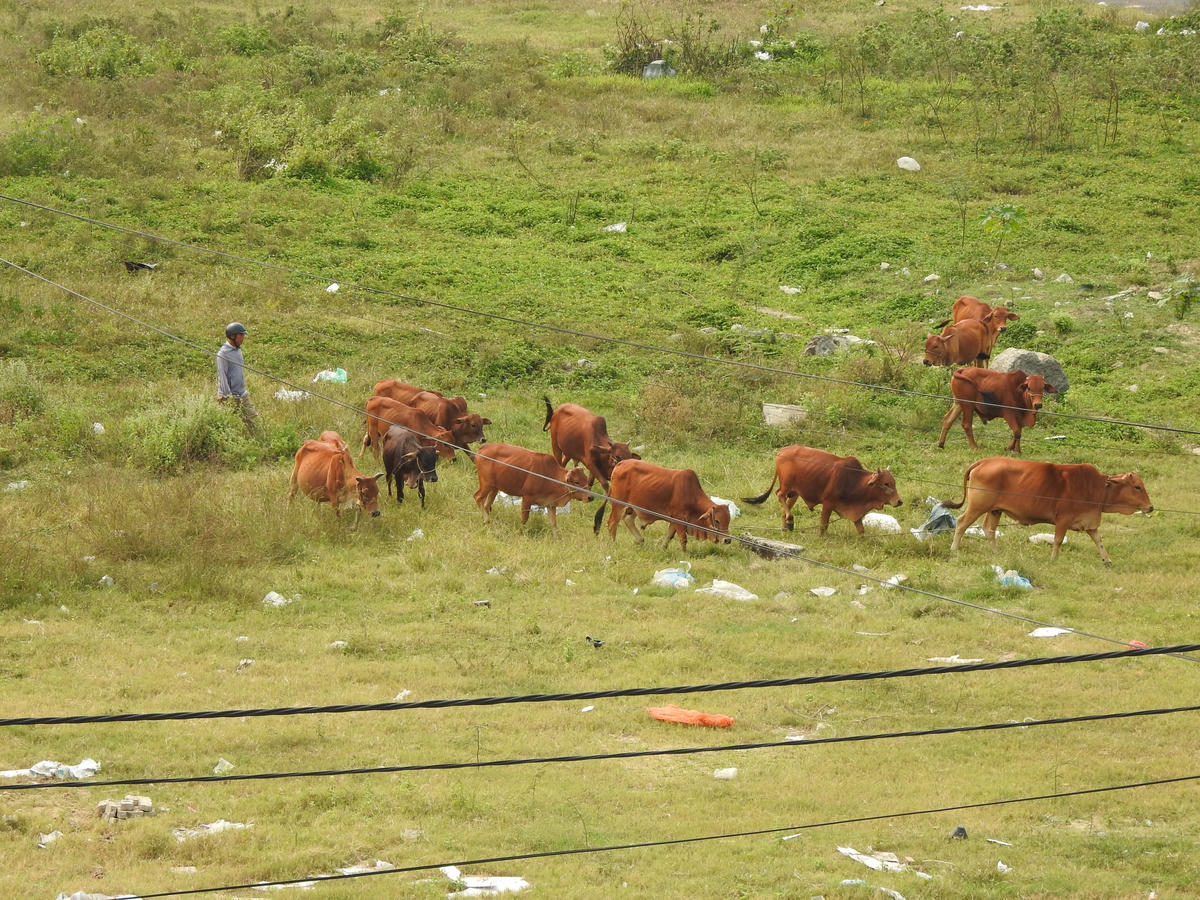 Đà Nẵng: Bò thả rông nghênh ngang trên đường phố, 'khủng bố' khu dân cư 