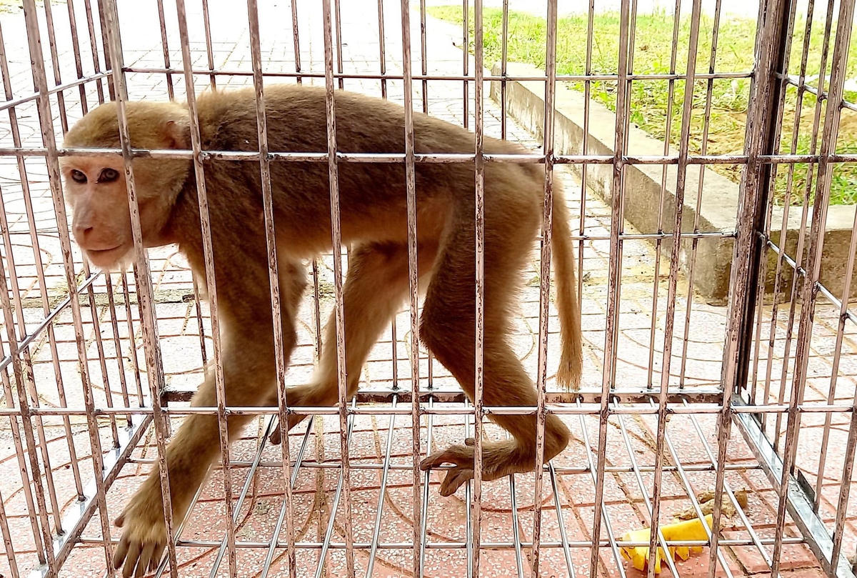 Cá thể khỉ vàng có tên khoa học (Macaca mulata) thuộc động vật nguy cấp quý, hiếm II B.