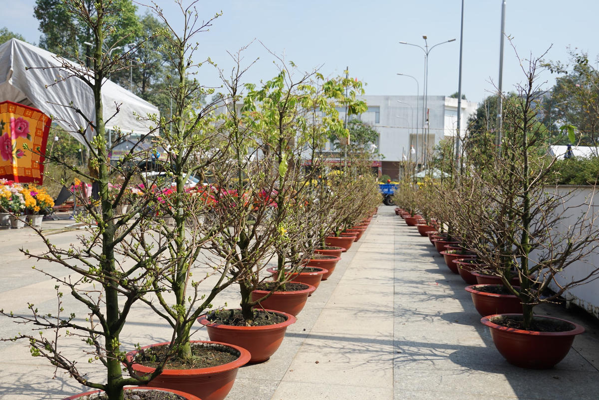 Những hàng mai vàng trống vắng người mua. Ảnh: Mạnh Thìn.