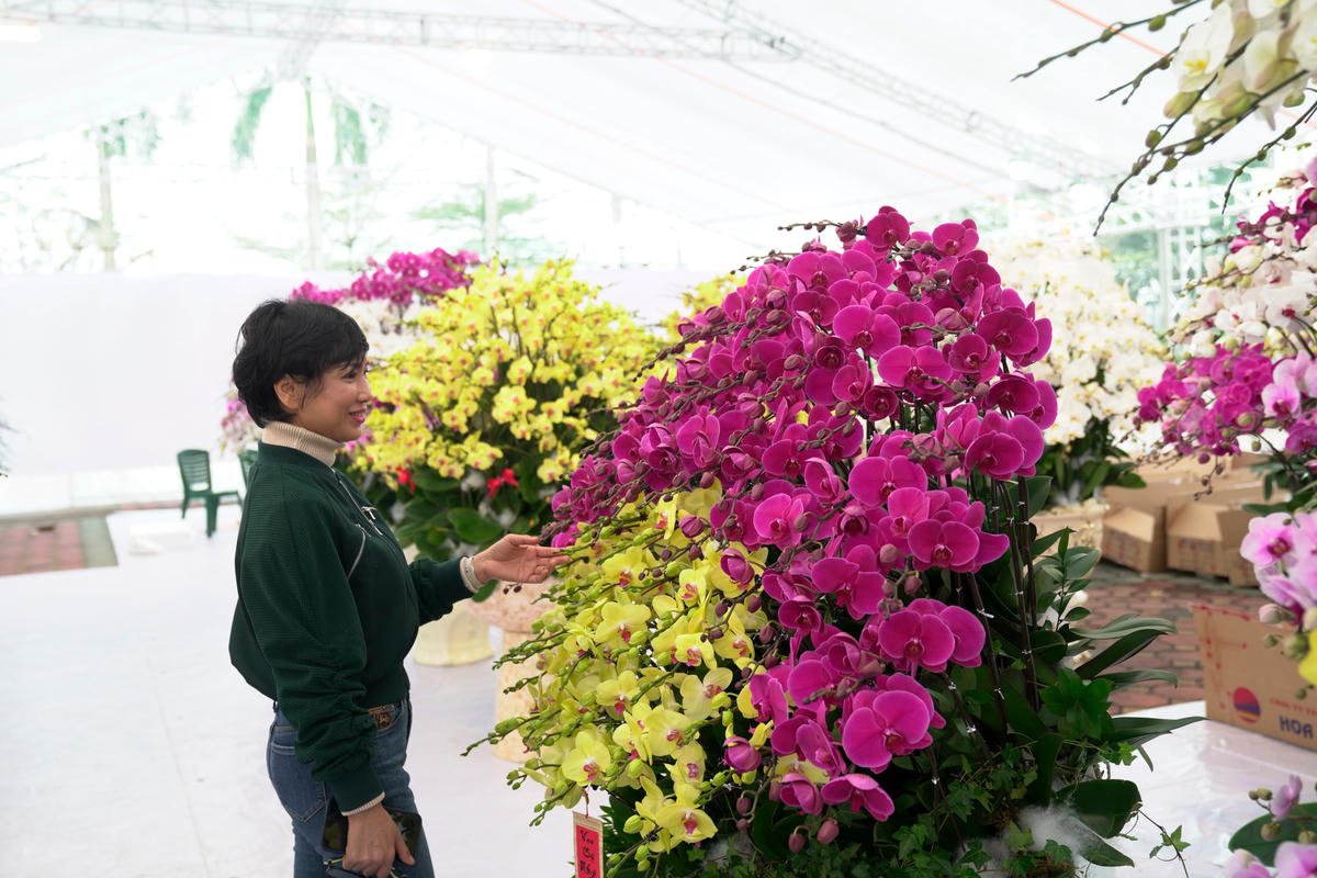 Theo chia sẻ của nhiều khách hàng, lan hồ điệp là loài hoa tượng trưng cho sự phú quý, may mắn và thịnh vượng. Vì vậy những năm gần đây, loài hoa này được đông đảo người dân tìm kiếm và lựa chọn, đặc biệt vào dịp Tết Nguyên đán.