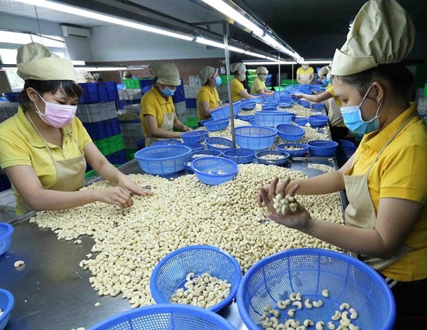 Mặc dù còn không ít khó khăn nhưng sản xuất - kinh doanh điều vẫn được xem là một trong những mặt hàng xuất khẩu chủ lực của ngành nông nghiệp Việt Nam.