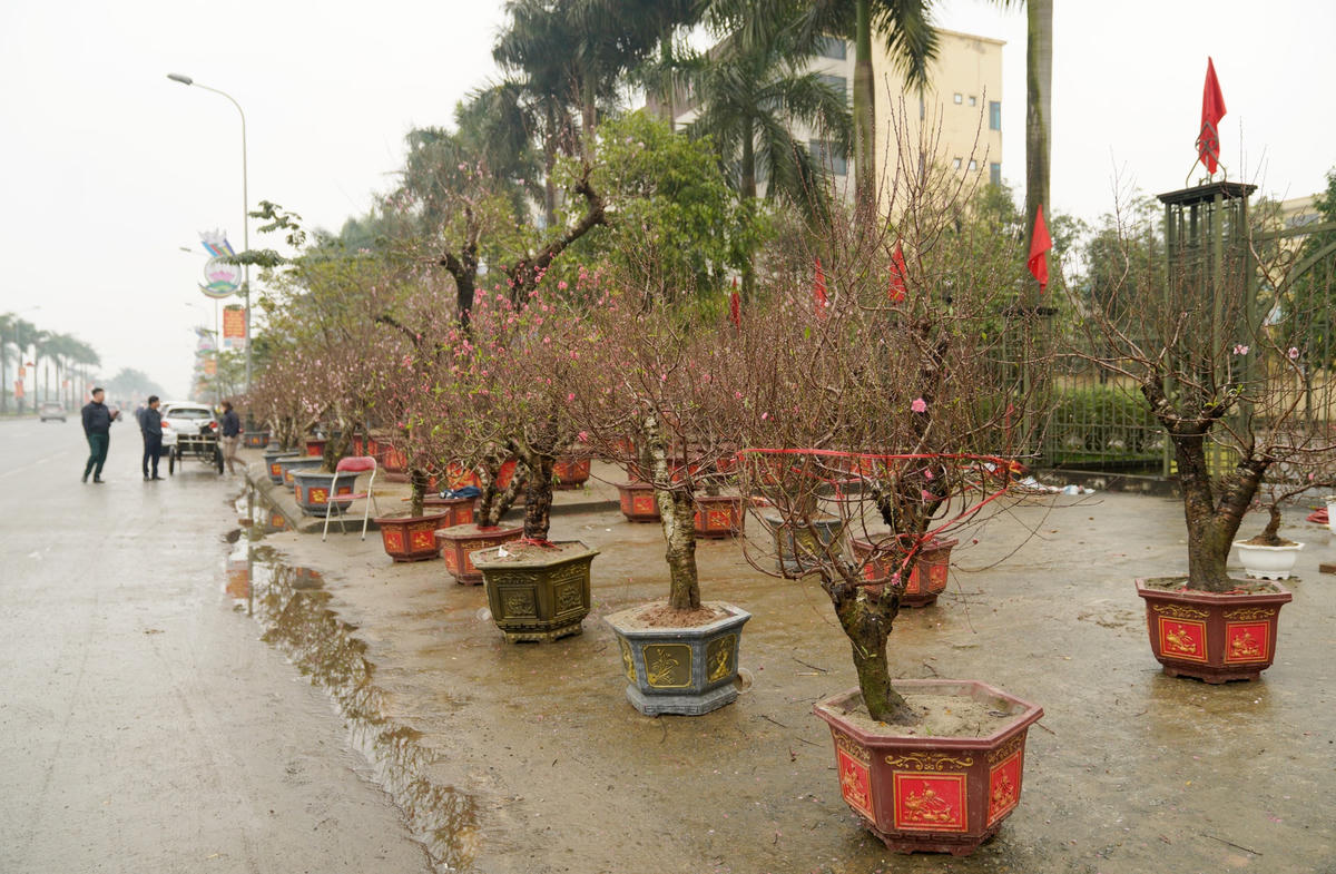 Năm nay thời tiết ở Hà Tĩnh khá thất thường, liên tục những ngày này có không khí lạnh và mưa nên các điểm bán cây cảnh Tết như đào, mai, quất... ở các tuyến đường tại TP Hà Tĩnh vẫn khá vắng khách.