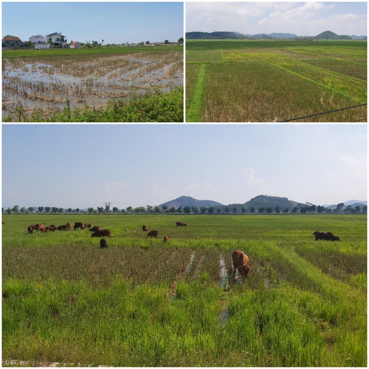Cánh đồng màu mỡ tại xã Quỳnh Bá, huyện Quỳnh Lưu bị bỏ hoang dù đang trong thời điểm vụ hè thu.