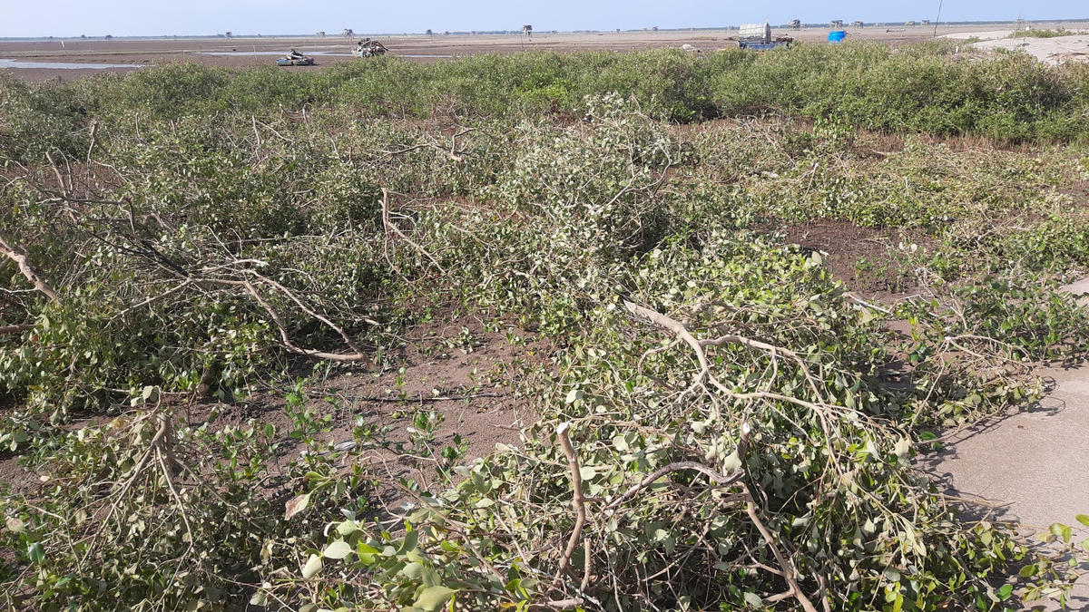 Loạt cây bị chặt phá trong Vườn quốc gia Xuân Thủy.