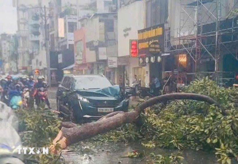 Hiện trường một vụ cây xanh ngã, đổ tại Thành phố Hồ Chí Minh. (Ảnh: Linh Sơn/TTXVN phát)