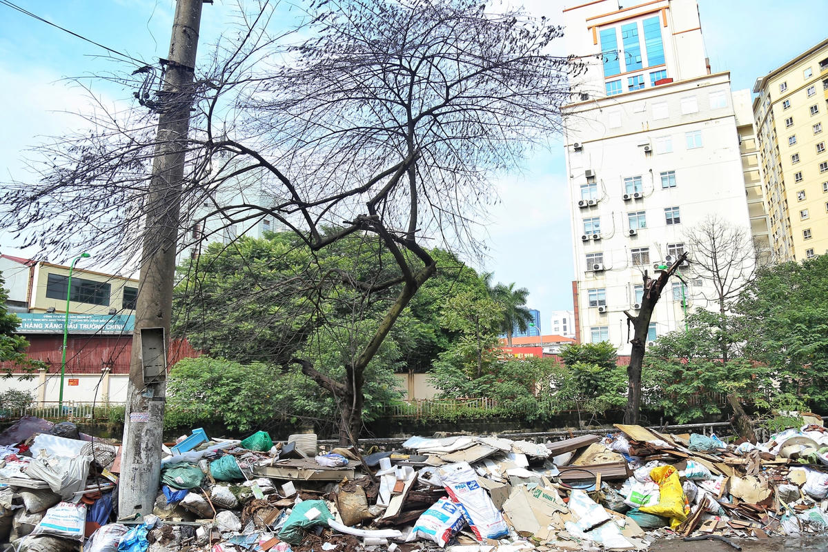 Nhiều cây lớn tại đây đã bị đống rác thải xây dựng này "bóp nghẹt" biến thành những cây củi khô.