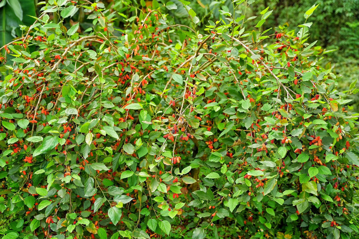 Trước kia, người nông dân xã Dương Liễu bà con chủ yếu trồng phật thủ, ngô nếp, chanh đào, ổi. Tuy nhiên, nhận thấy dâu tằm cho ra hiệu quả kinh tế cao, dễ chăm sóc nên nhiều gia đình đã chọn dâu tằm ta để canh tác.