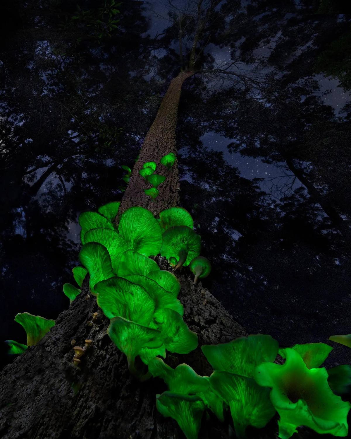 Omphalotus nidiformis là một trong những loại nấm phát quang sinh học phổ biến nhất được tìm thấy ở Australia, đặc biệt là trong các khu rừng ở Tasmania và các bang phía nam. Có biệt danh là nấm phát sáng hoặc nấm ma, nó phát ra một thứ ánh sáng màu xanh kỳ lạ trong bóng tối.
