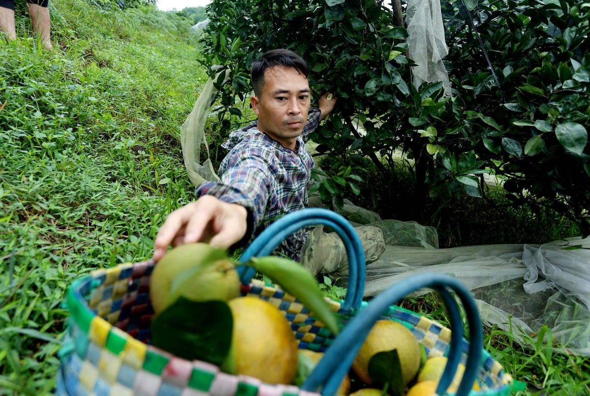 Cam Khe Mây trở thành cây chủ lực phát triển kinh tế của người dân xã Hương Đô. Nhờ trồng loài cam này, nhiều chủ vườn có thu nhập hàng trăm triệu đồng mỗi vụ.