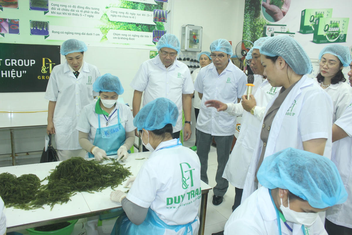 Đoàn công tác đang đi kiểm tra thực tế tại khu vực sản xuất và chế biến rong nho.