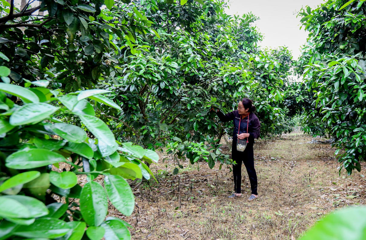 Hơn 1 tuần qua ngày nào bà cũng ra vườn hái hoa bưởi chua để thụ phấn cho những cây bưởi đường trong vườn.