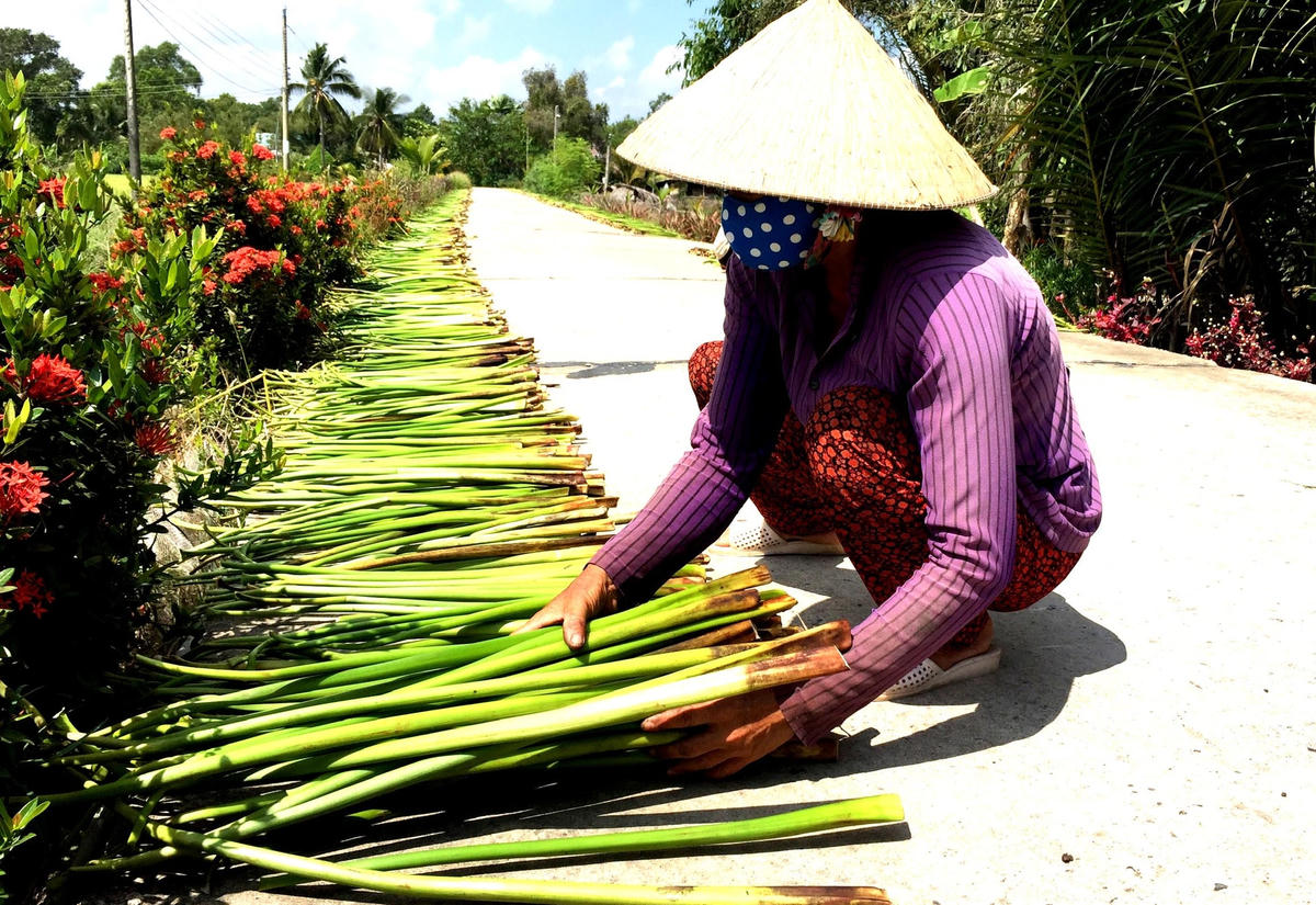 ảnh 6 Phơi khô lục bình.