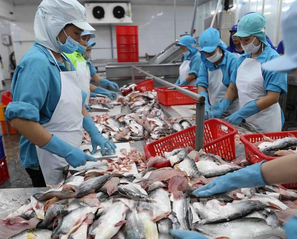 Chế biến cá tra xuất khẩu tại Khu công nghiệp Trà Nóc (Cần Thơ) Ảnh: Vũ Sinh.