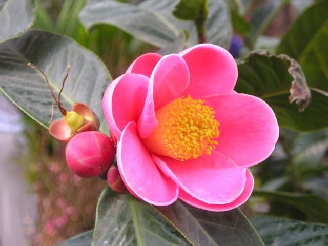 Hoa hải đường.