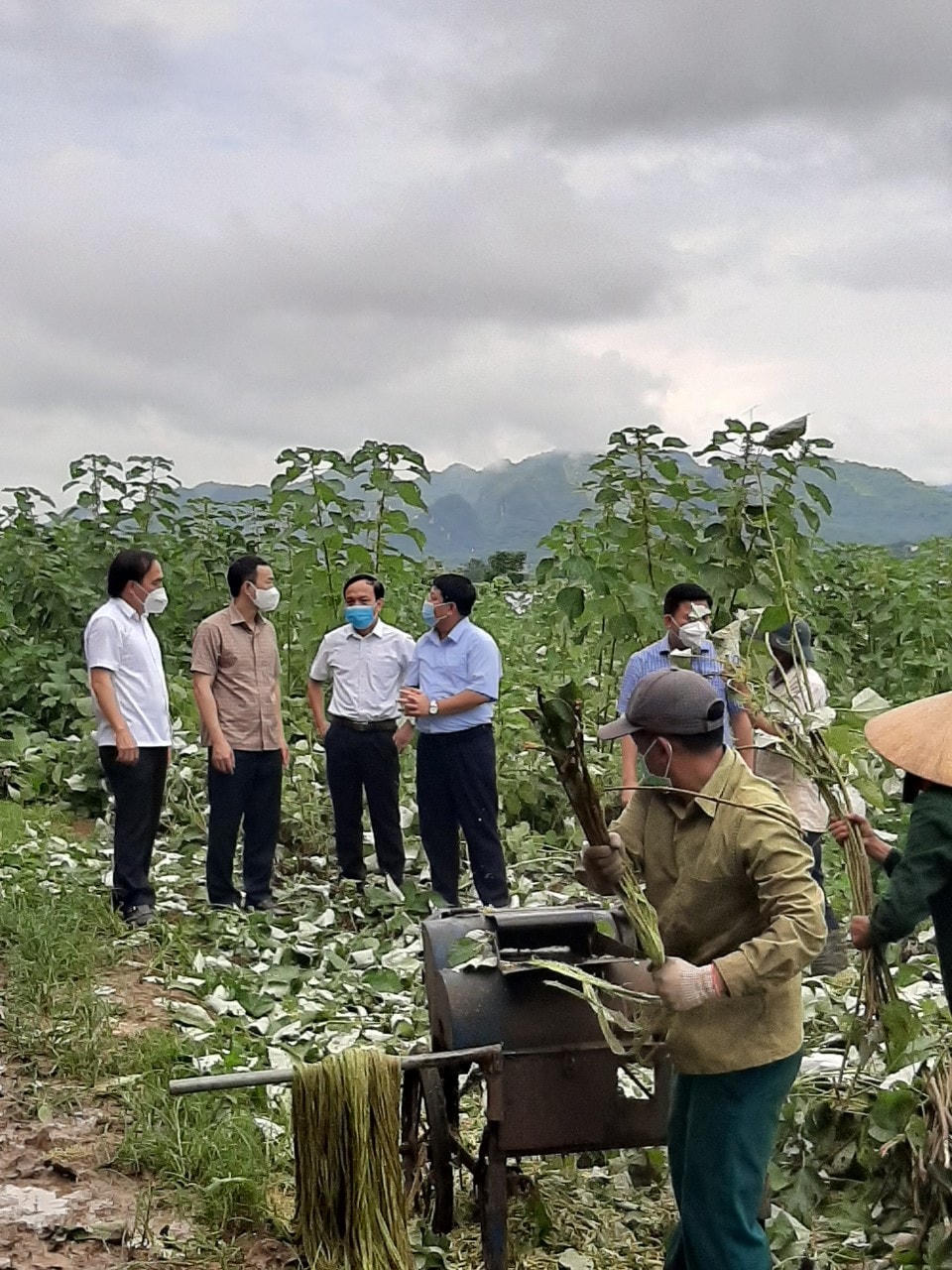 Lãnh đạo tỉnh Thanh Hóa thăm và đánh giá năng suất cây gai xanh tại huyện Cẩm Thủy.