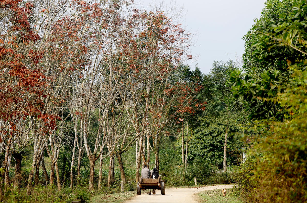 Trên những hàng cao su, lá xanh, vàng, đỏ chen chúc nhau.