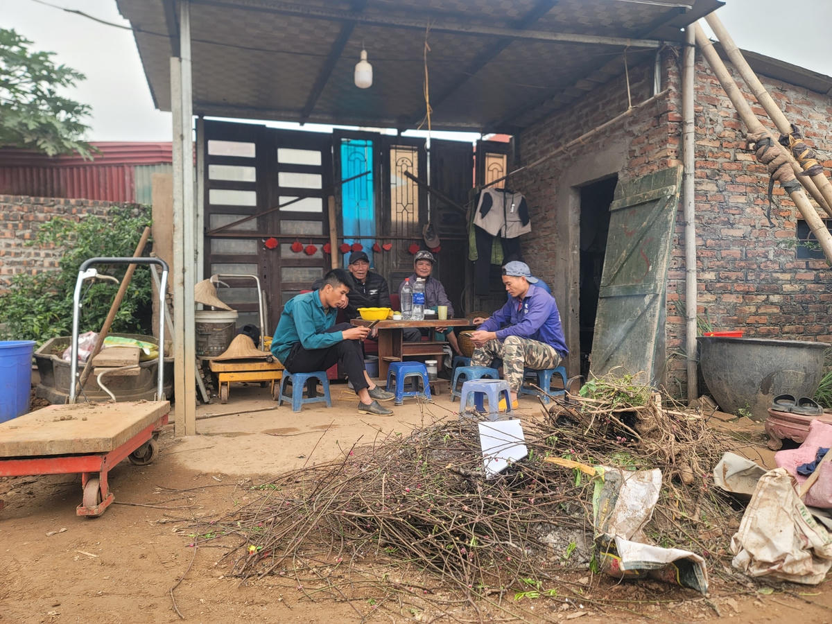 Một số vườn đào phải mướn thêm người làm cho kịp thời vụ.