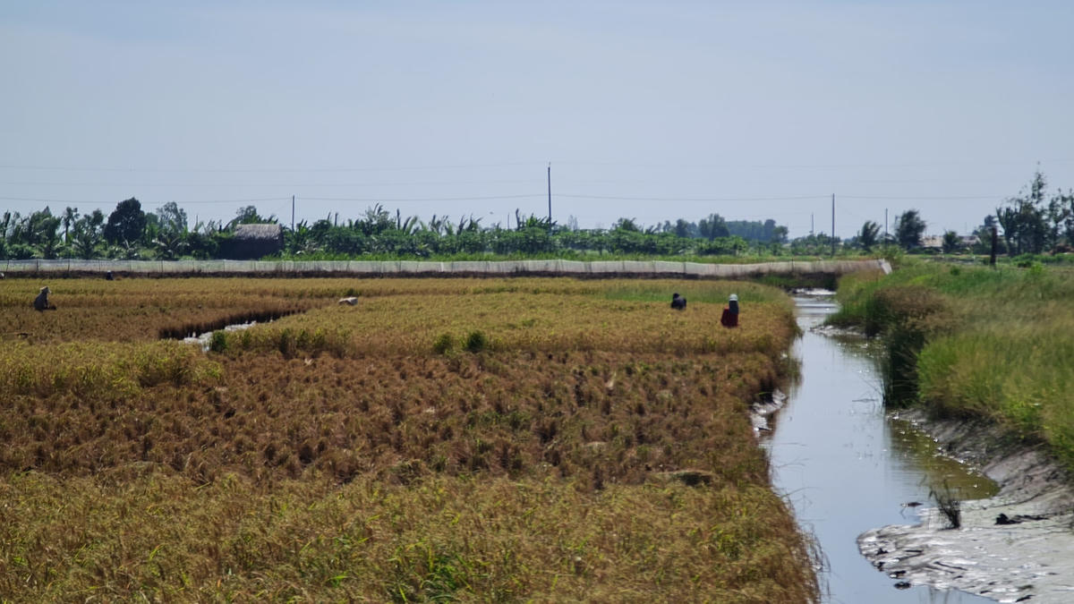Những ngày qua, mưa nhiều đã làm cho lúa trong giai đoạn thu hoạch bị đổ ngã, ảnh hưởng đến chất lượng.