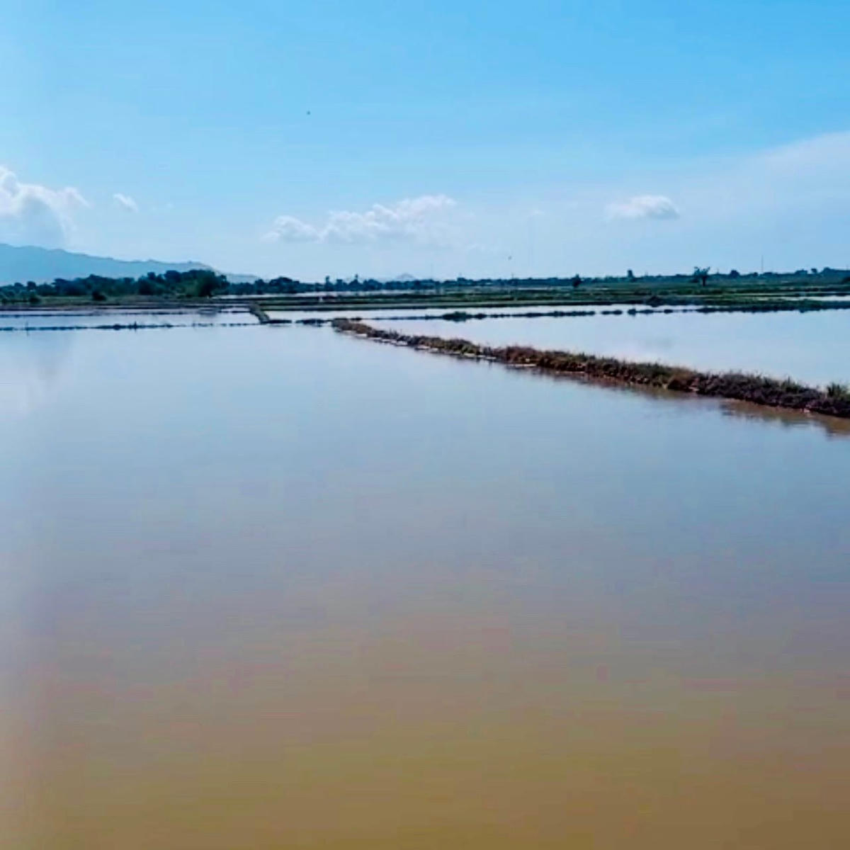 Lúa hè thu bị ngập do mưa lớn.