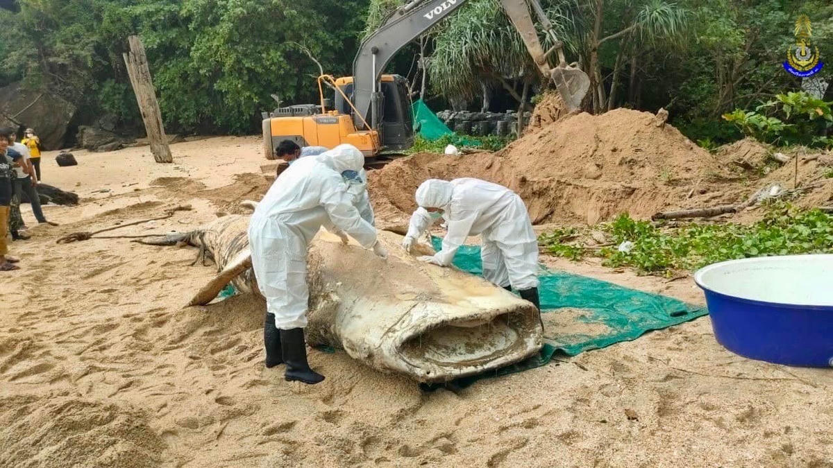 Các nhân viên khám nghiệm xác của con cá nhám voi. Ảnh: Thaiger.
