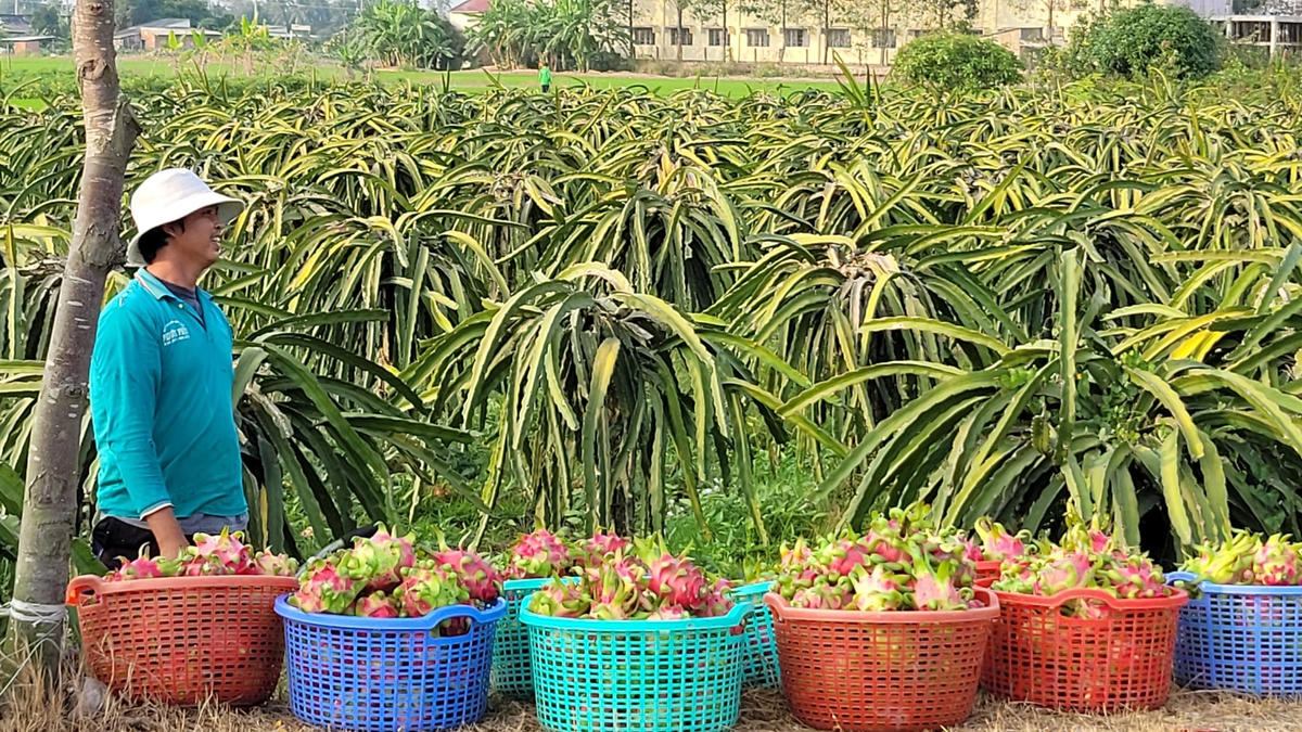Nông dân miền Tây vui mừng vì thanh long tăng giá.