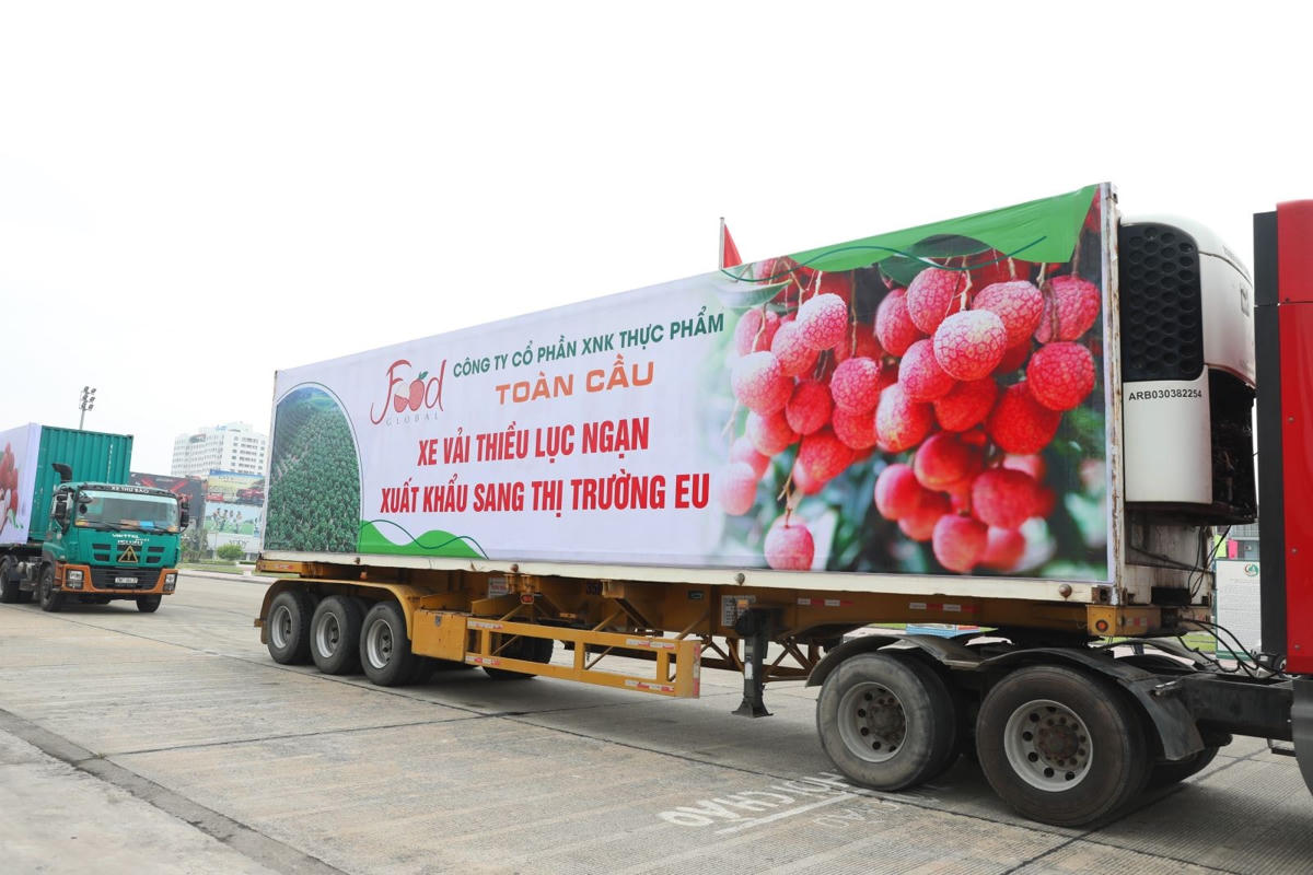Đoàn xe vải thiều Lục Ngạn (Bắc Giang) xuất đi tiêu thụ tại thị trường EU. Ảnh: Hà Nguyễn.