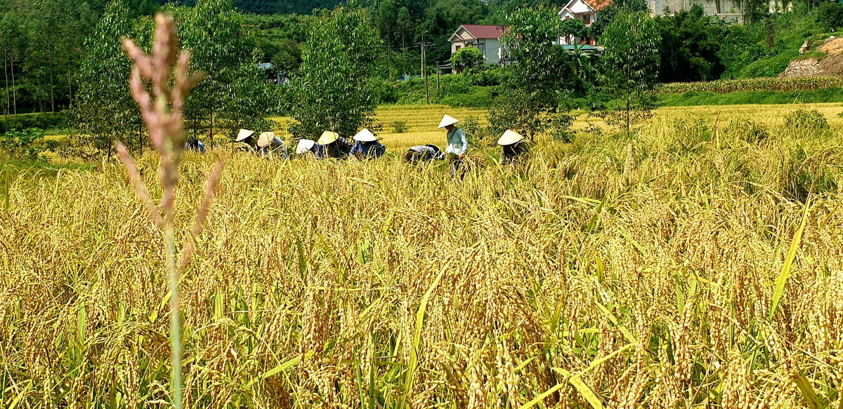 Người Đại Dực chỉ cấy giống lúa bao thai, hạt cơm khô, rời nhưng có vị ngọt hậu.