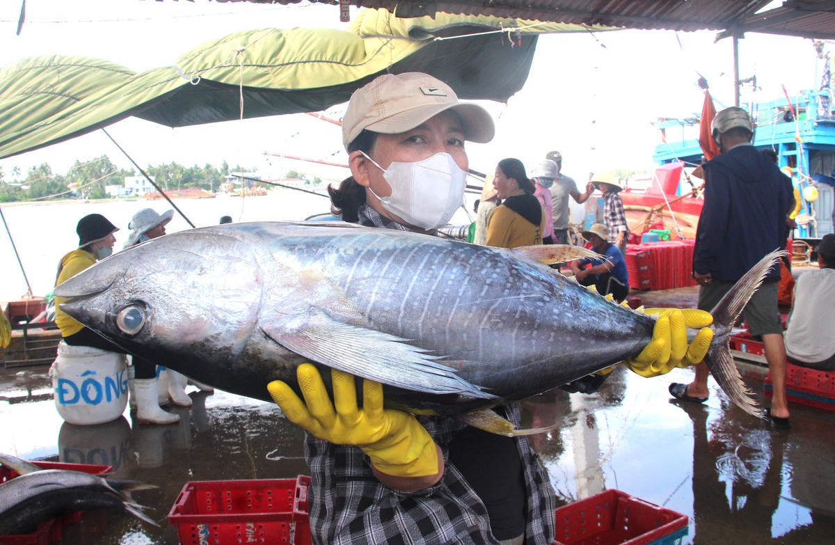 Nhiều con cá ngừ đại dương nặng hơn 20kg.