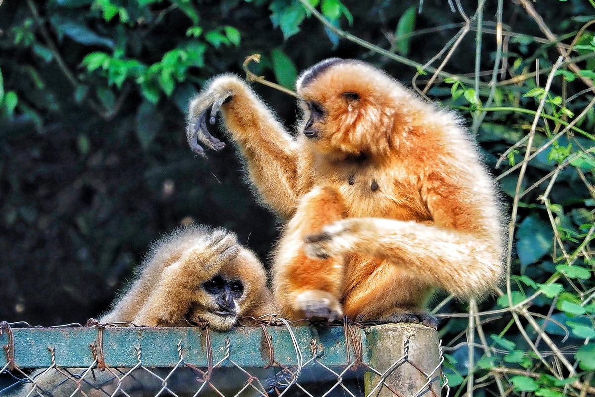 Vượn đen má hung khi trưởng thành có chiều dài thân khoảng 60 – 80 cm, cân nặng tầm 7 kg. 