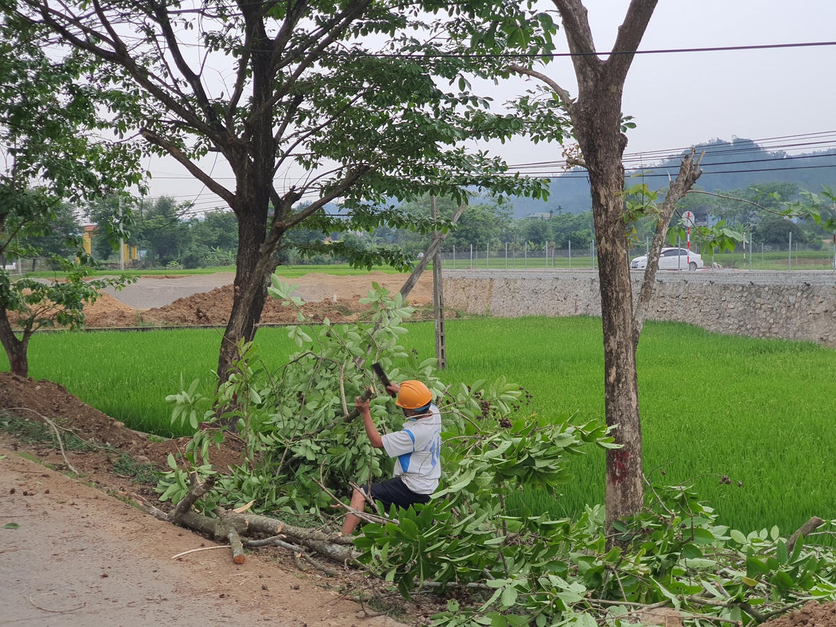 Nhân công thực hiện việc tỉa cành chia sẻ,thời gian này là thời điểm hoa bằng lăng chuẩn bị nở, tuy nhiên để phục vụ nâng cấp tuyến đường nên đành phải chuyển đi nơi khác dù ai cũng nuối tiếc.